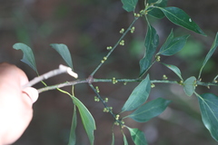 Neolitsea foliosa